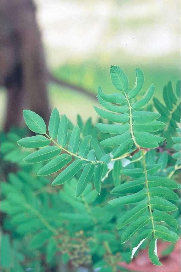 Image of rowan,  moutain ash