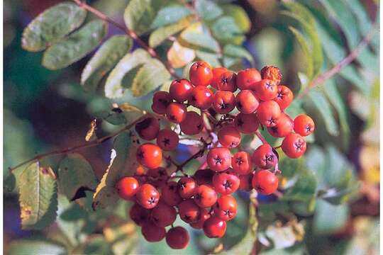 Image of rowan,  moutain ash