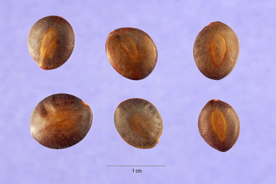 Image of catclaw acacia