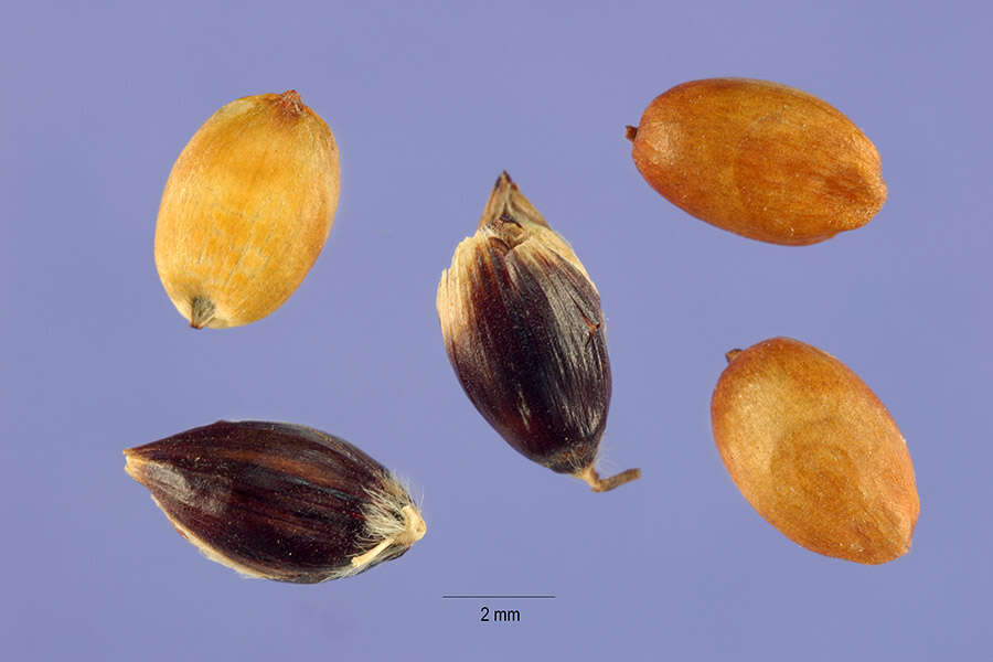 Image of sorghum