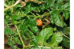 Image of cockroach berry