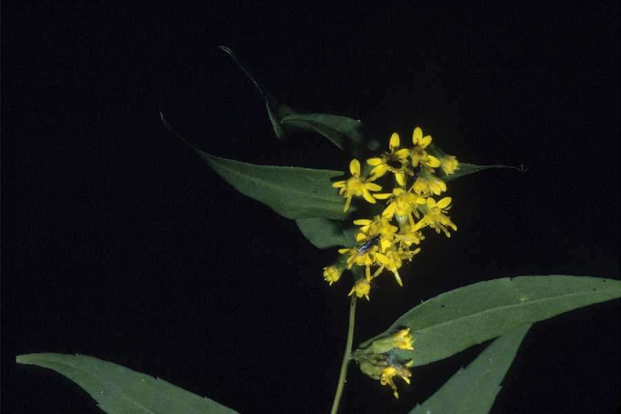 Image of wreath goldenrod