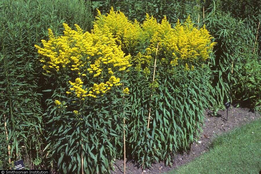 Image of rough Canada goldenrod