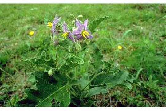 Image de Solanum dimidiatum Rafin.