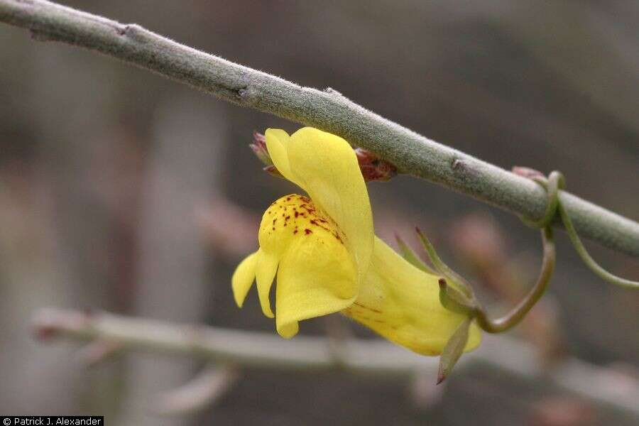 Image of yellow twining snapdragon