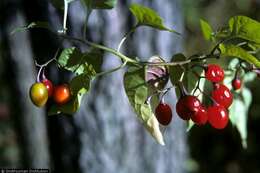 Image of bittersweet, woody nightshade