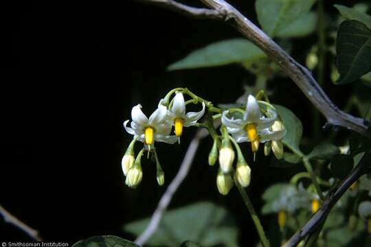 Image of bittersweet, woody nightshade