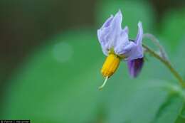 Imagem de Solanum fendleri