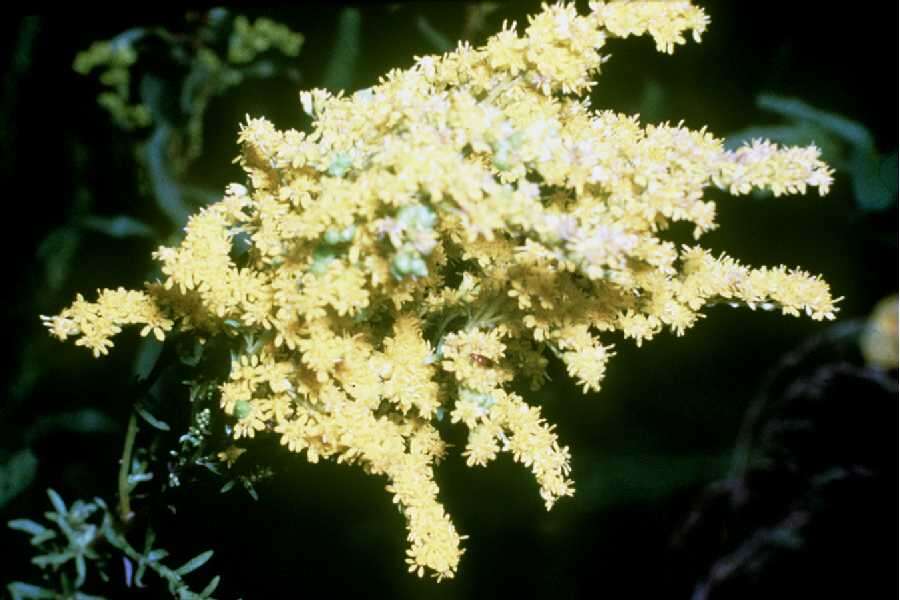 Imagem de Solidago gigantea Ait.