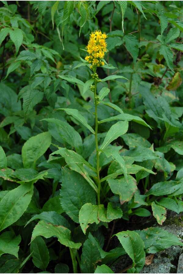 Solidago glomerata Michx. resmi