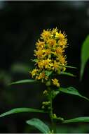 Solidago glomerata Michx. resmi