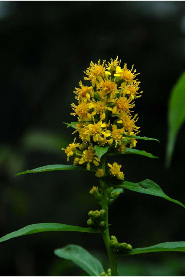 Solidago glomerata Michx. resmi