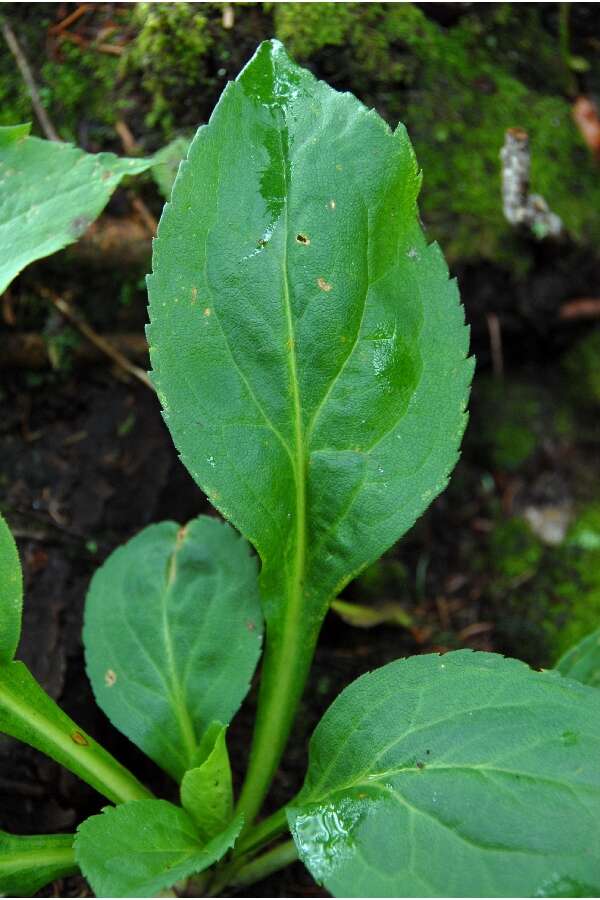 Solidago glomerata Michx. resmi