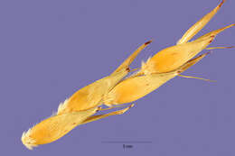 Image of broom corn