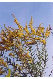 Image of goldenrod