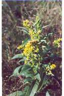 Image of goldenrod