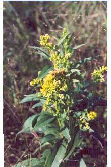 Image of goldenrod