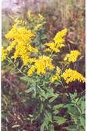 Image of goldenrod