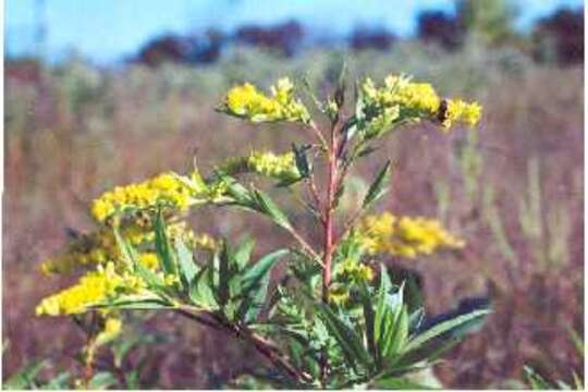 Image of goldenrod