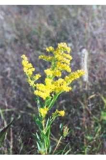 Image of goldenrod