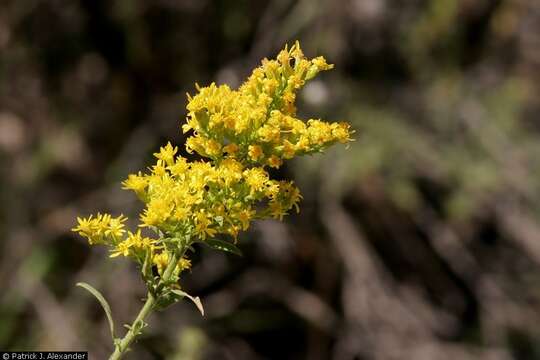 Image of Missouri goldenrod