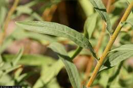 Image of Missouri goldenrod