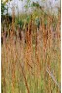 Image of Indiangrass