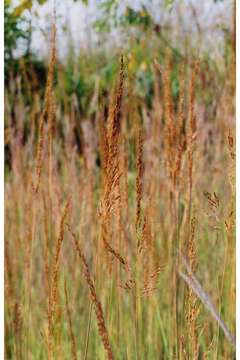 Imagem de Sorghastrum nutans (L.) Nash