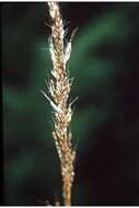 Image of Indiangrass