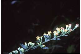 Image of roundleaf goldenrod