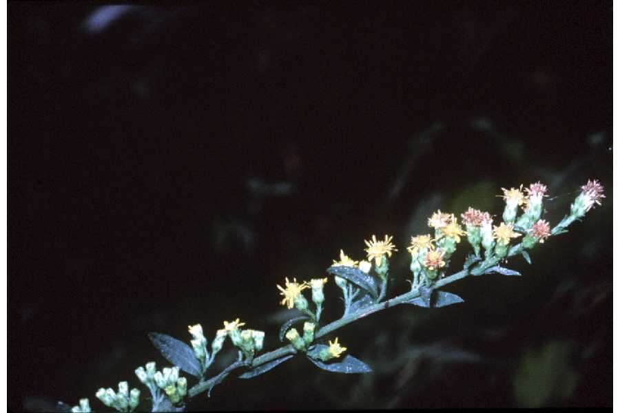 Image of roundleaf goldenrod