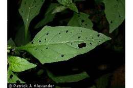 Image of West Indian nightshade