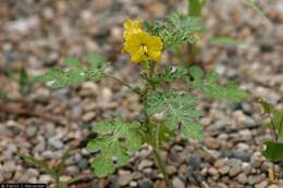 Image of buffalobur nightshade