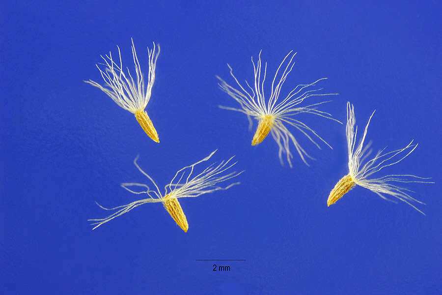 Image of wrinkleleaf goldenrod