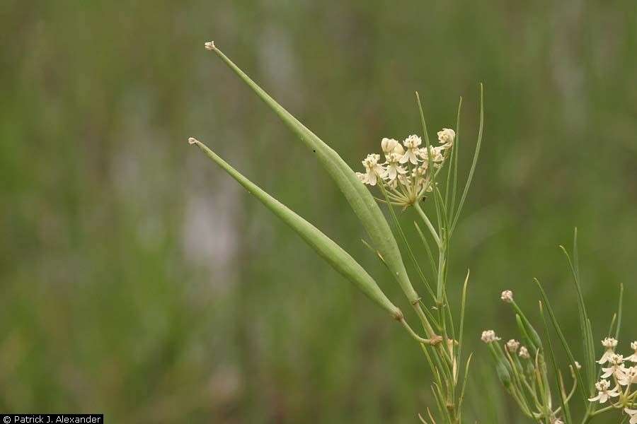 Image of horsetail milkweed