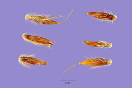 Image of sandysoil Indiangrass