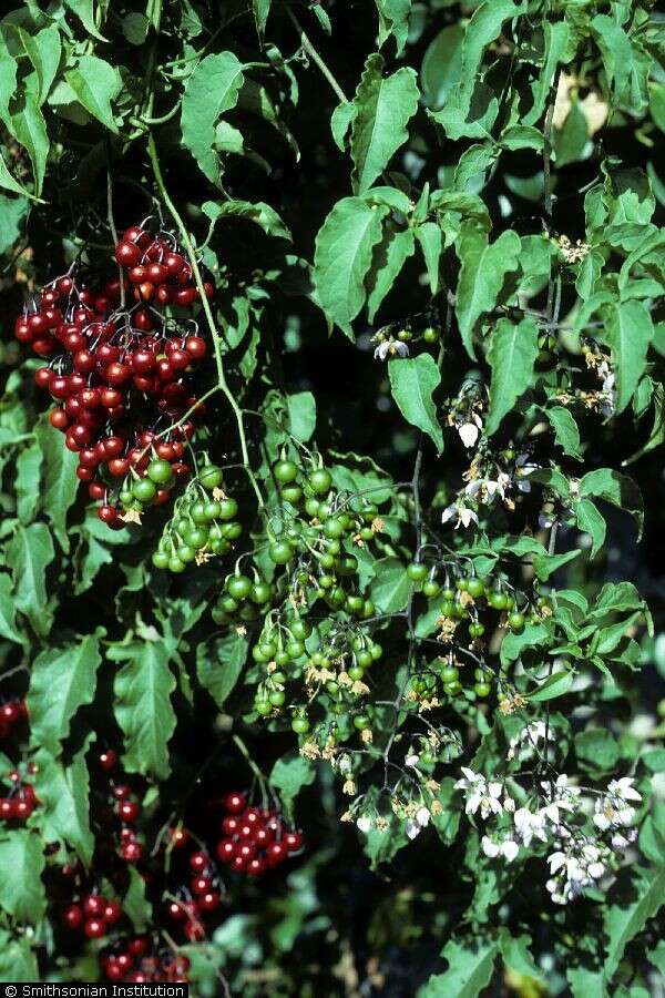 Image of Brazilian nightshade