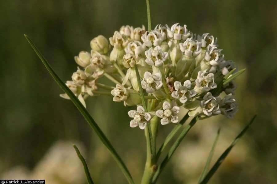 Image of horsetail milkweed