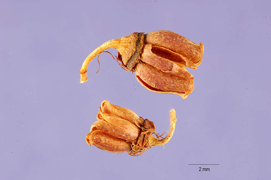 Image of false spiraea