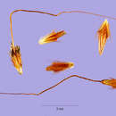 صورة Sorghastrum stipoides (Kunth) Nash