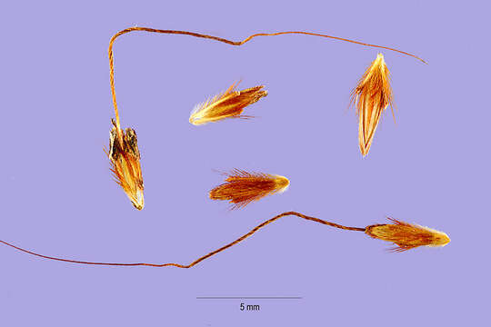 Image of needle Indiangrass
