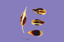 Image of Sudangrass