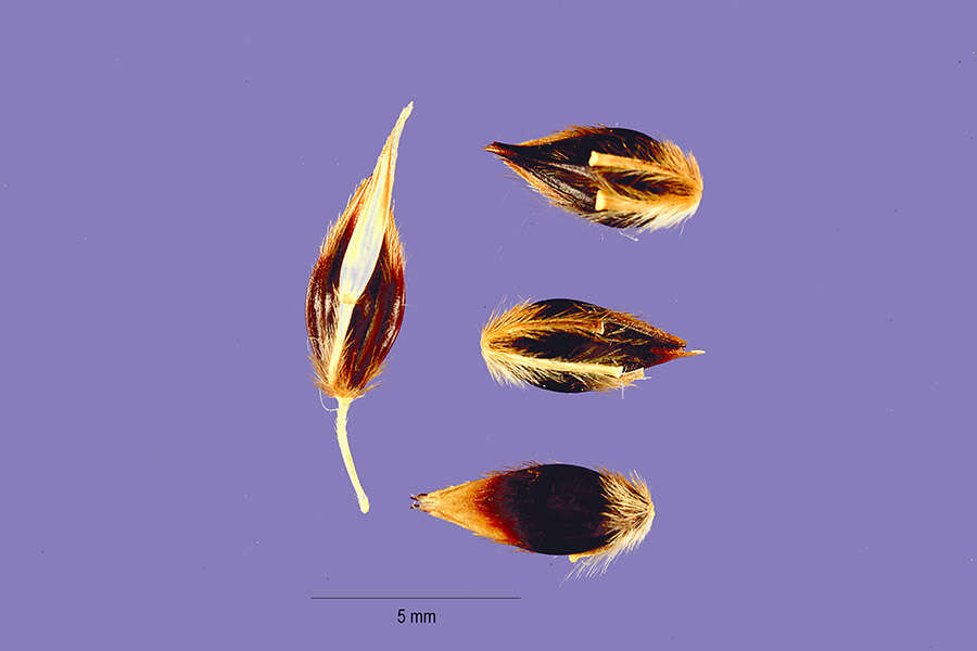 Image of Sudangrass