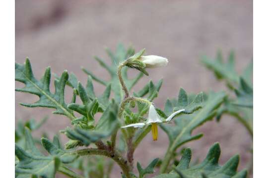 Image of cutleaf nightshade