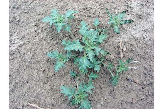 Image of cutleaf nightshade