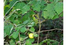 Image of tropical soda apple