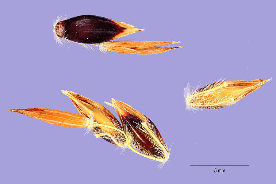 Image of Sudangrass