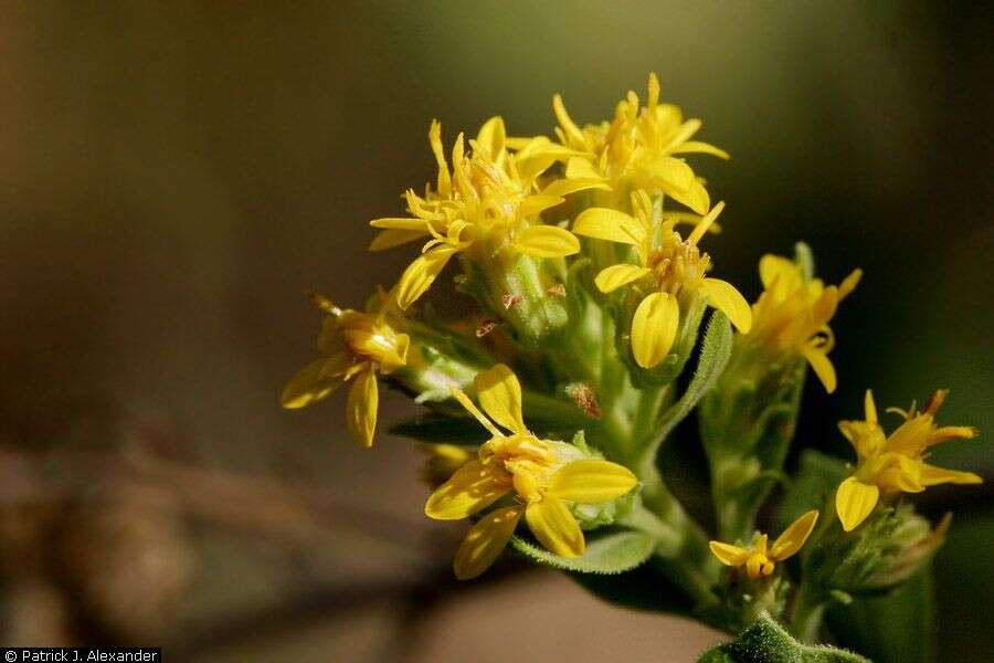 Image of Wright's goldenrod