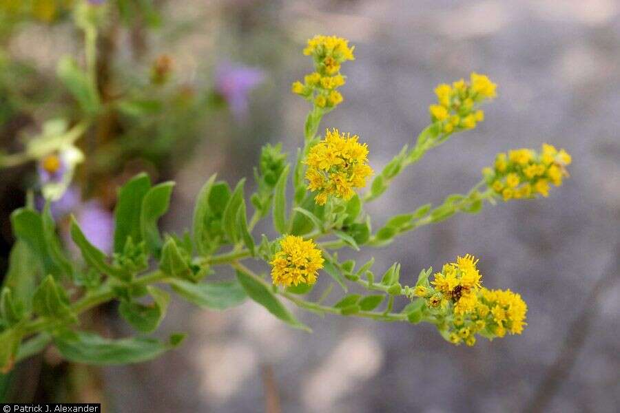 Image of Wright's goldenrod