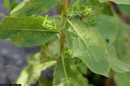 Image of Wright's goldenrod